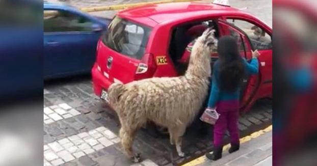 Mientras tanto, en Perú: Una llama toma un taxi en Cuzco