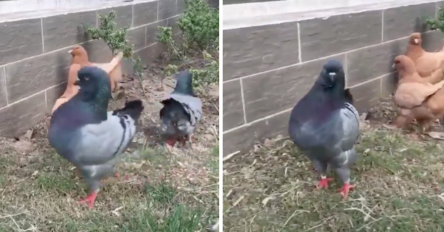 Lo mejor que vas a ver hoy: La paloma que piensa que es una gallina