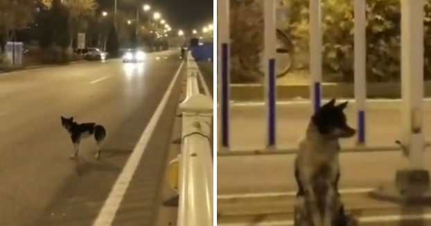 La historia del perro que lleva más de 80 días en la misma carretera en la que murió su dueña