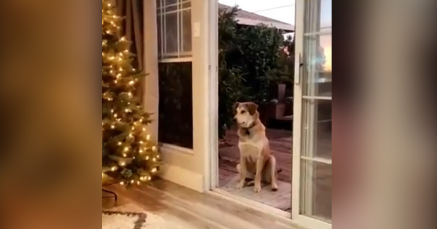 El perro que espera sentado hasta que le abran una puerta invisible