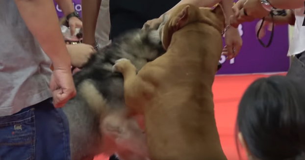 Un pit bull ataca a un husky siberiano durante un concurso de perros