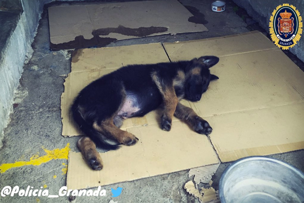 La policía de Granada rescata a un perro maltratado por su dueño y lo adoptan. Tras una votación en Twitter lo han llamado Stan Lee