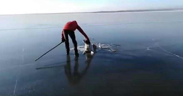 Rescatan a un perro que se quedó atrapado en el hielo de un lago en Rusia