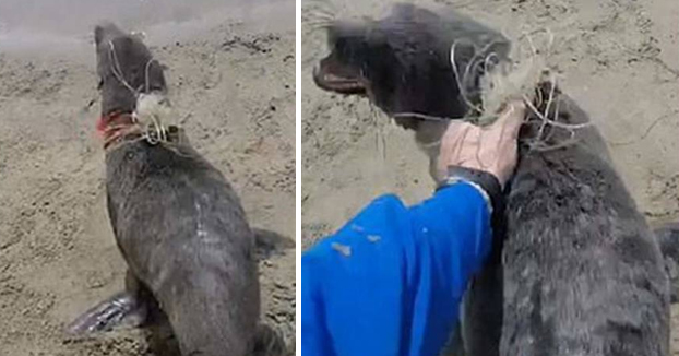 Dos hombres corren y agarran a una foca para liberarla de un plástico alrededor del cuello