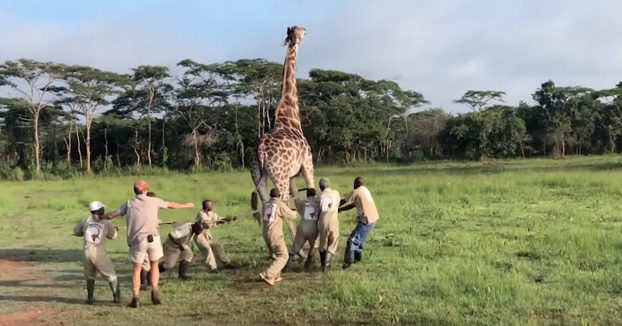 No todos los héroes llevan capa: Estos hombres salvan a una jirafa de ahogarse en un cable