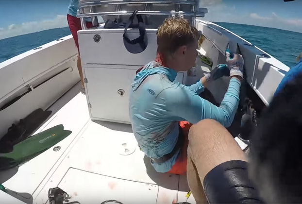 Un tiburón le muerde en la cabeza a un hombre que hacía pesca submarina en las Bahamas