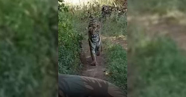 Un tigre persigue el Jeep descapotable de unos turistas durante un safari y casi lo alcanza