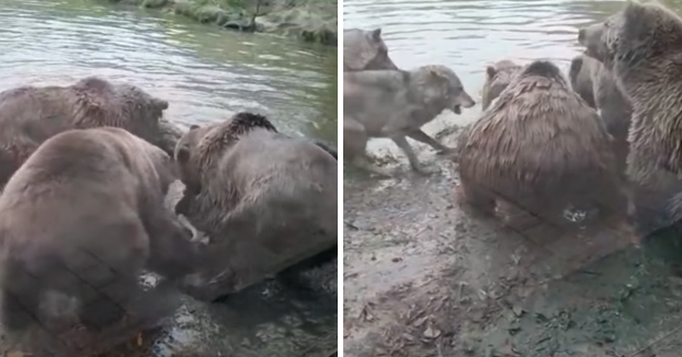 Tres osos matan a una loba ante los visitantes en un zoo de Holanda