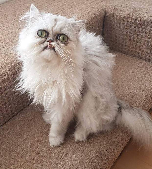 Este es Wilfred Warrior, el gato más viral del momento