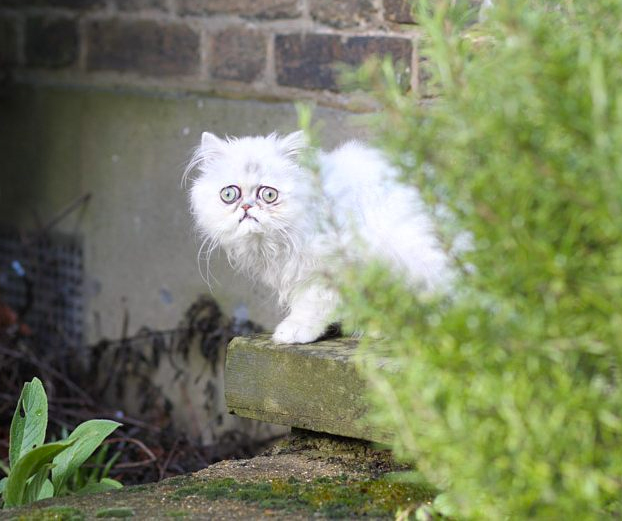 Este es Wilfred Warrior, el gato más viral del momento