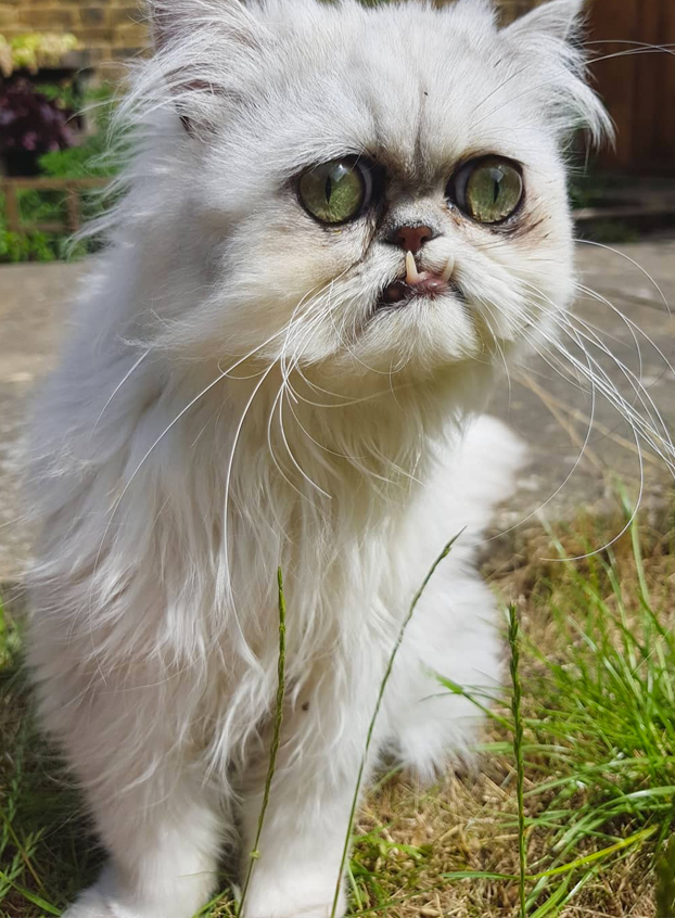 Este es Wilfred Warrior, el gato más viral del momento