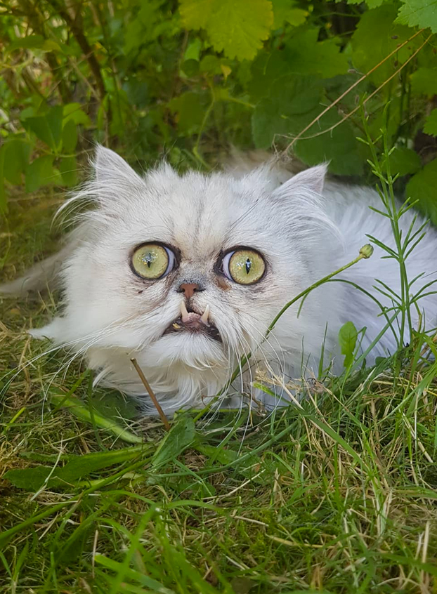 Este es Wilfred Warrior, el gato más viral del momento
