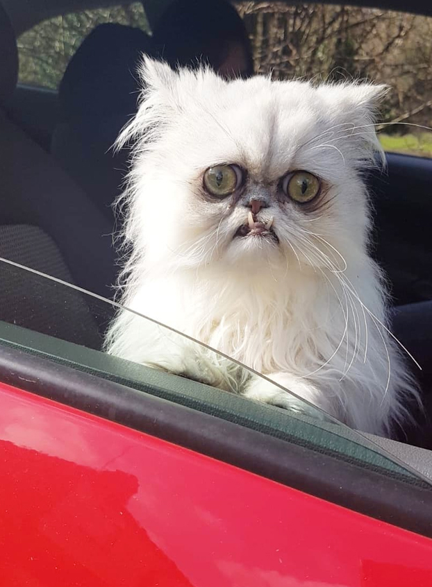 Este es Wilfred Warrior, el gato más viral del momento