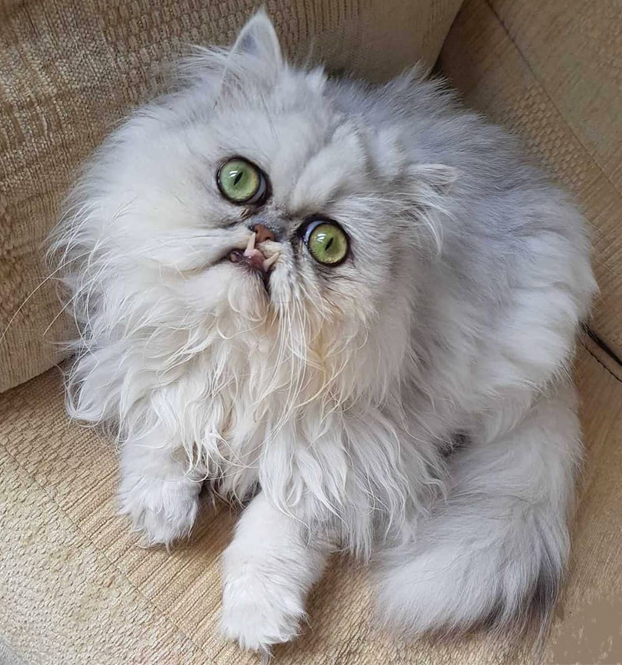 Este es Wilfred Warrior, el gato más viral del momento