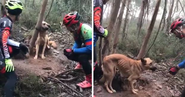 Unos ciclistas rescatan a un perro abandonado en el monte después de que un desalmado lo atara a un árbol