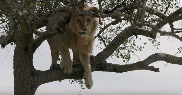 Un león se queda atrapado en un árbol por miedo a bajar
