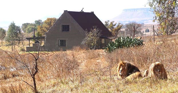 Lion House: Una casa en alquiler donde los visitantes viven rodeados por más de 70 leones