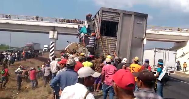 Dos camiones chocan en una autopista de Veracruz y decenas de personas aprovechan para robar el ganado de uno de ellos