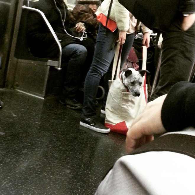 El metro de Nueva York prohíbe la entrada a los perros a no ser que vayan en una bolsa y esto es lo que hacen los dueños...