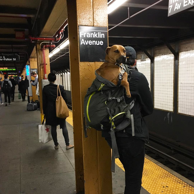 El metro de Nueva York prohíbe la entrada a los perros a no ser que vayan en una bolsa y esto es lo que hacen los dueños...