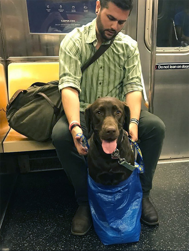 El metro de Nueva York prohíbe la entrada a los perros a no ser que vayan en una bolsa y esto es lo que hacen los dueños...