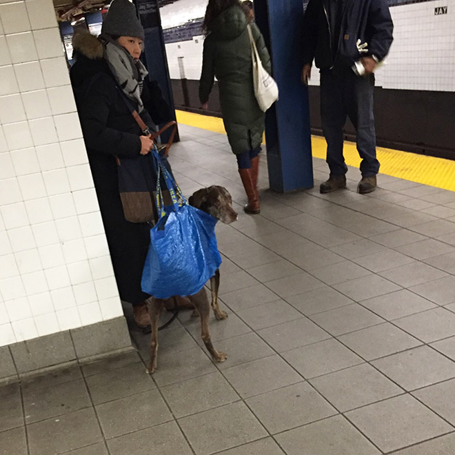 El metro de Nueva York prohíbe la entrada a los perros a no ser que vayan en una bolsa y esto es lo que hacen los dueños...