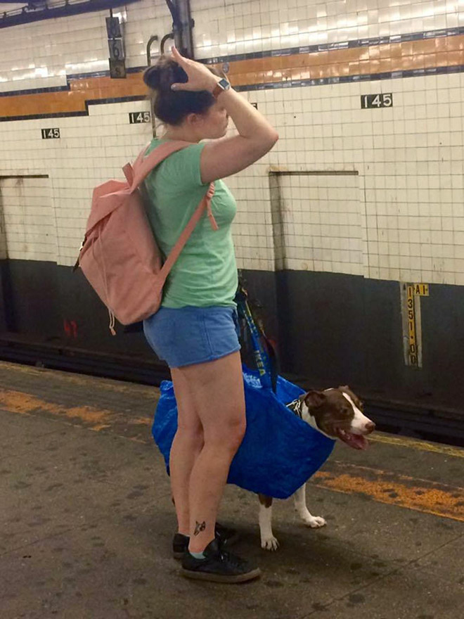 El metro de Nueva York prohíbe la entrada a los perros a no ser que vayan en una bolsa y esto es lo que hacen los dueños...