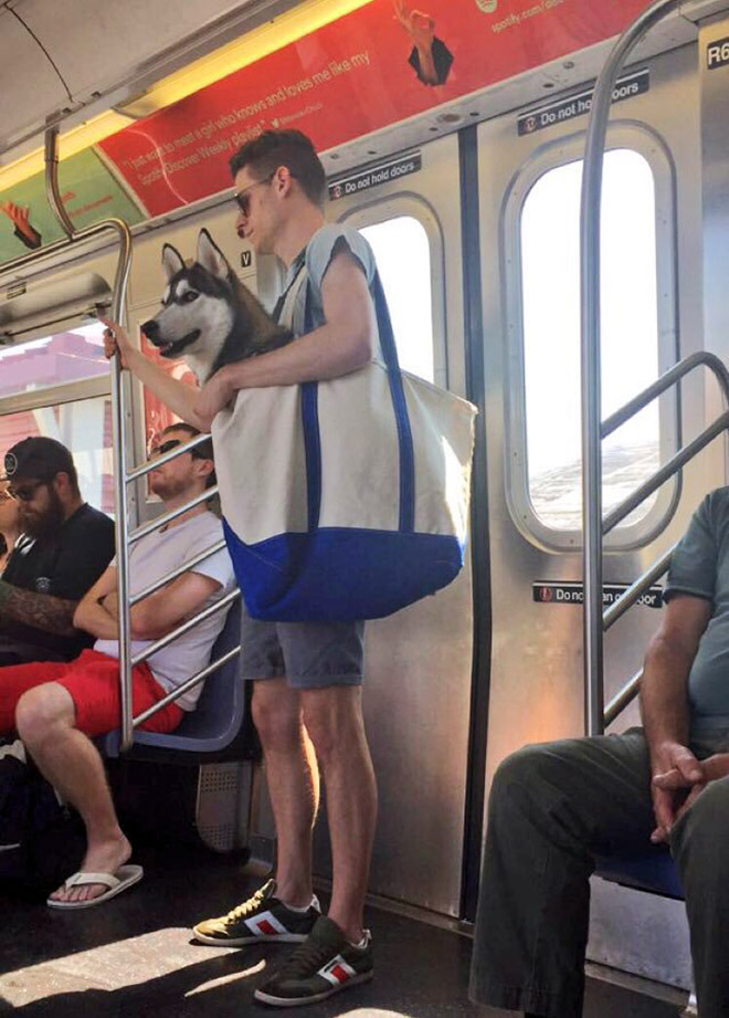 El metro de Nueva York prohíbe la entrada a los perros a no ser que vayan en una bolsa y esto es lo que hacen los dueños...