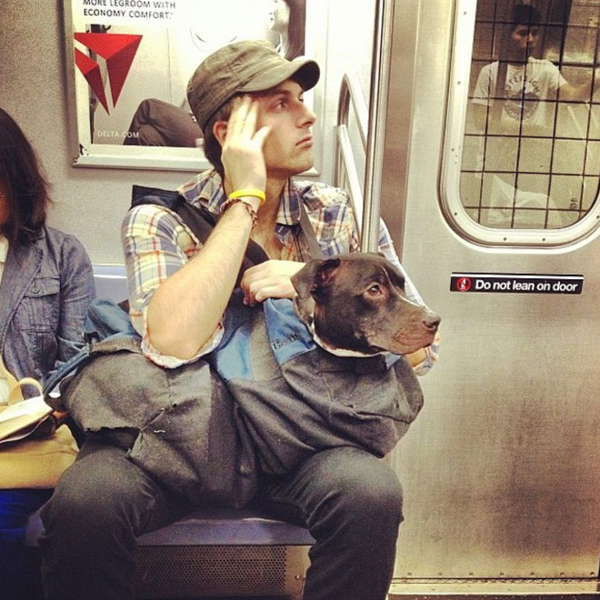 El metro de Nueva York prohíbe la entrada a los perros a no ser que vayan en una bolsa y esto es lo que hacen los dueños...