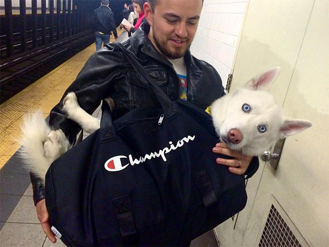 El metro de Nueva York prohíbe la entrada a los perros a no ser que vayan en una bolsa y esto es lo que hacen los dueños...