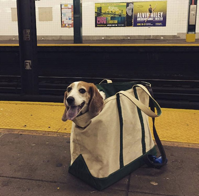 El metro de Nueva York prohíbe la entrada a los perros a no ser que vayan en una bolsa y esto es lo que hacen los dueños...