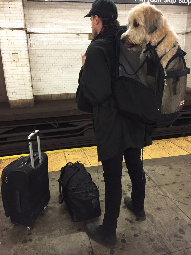 El metro de Nueva York prohíbe la entrada a los perros a no ser que vayan en una bolsa y esto es lo que hacen los dueños...