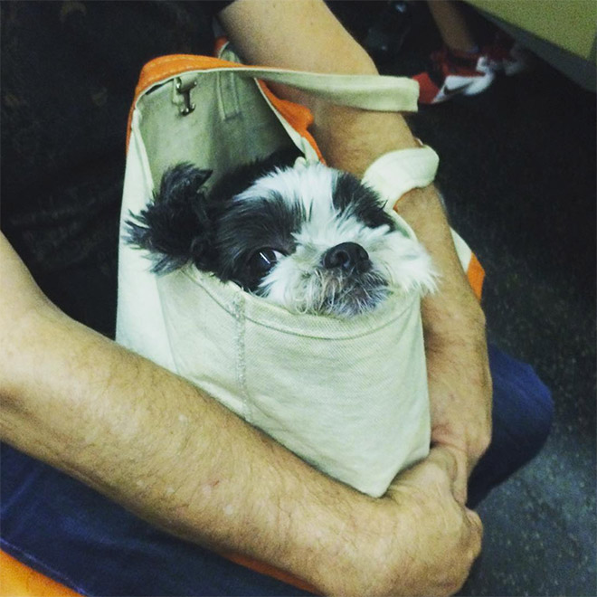 El metro de Nueva York prohíbe la entrada a los perros a no ser que vayan en una bolsa y esto es lo que hacen los dueños...