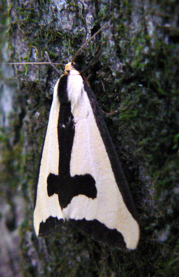 Haploa Clymene Moth, alias la polilla gótica