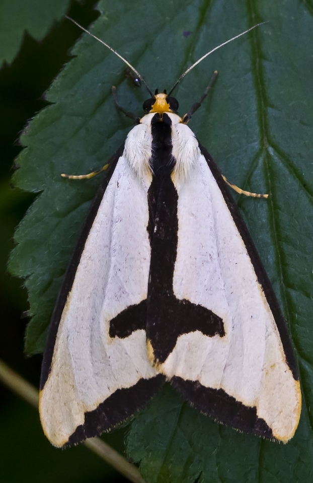 Haploa Clymene Moth, alias la polilla gótica