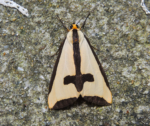 Haploa Clymene Moth, alias la polilla gótica