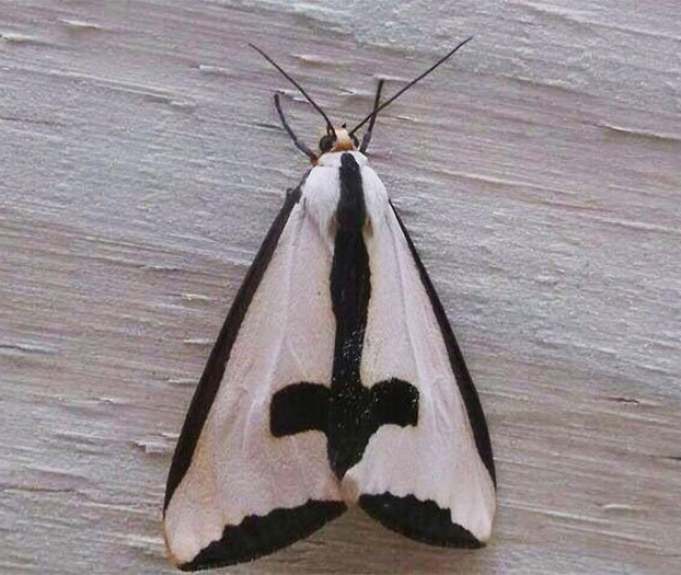 Haploa Clymene Moth, alias la polilla gótica