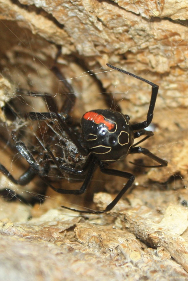 Descubren en Sudáfrica la mayor de las mortíferas viudas negras