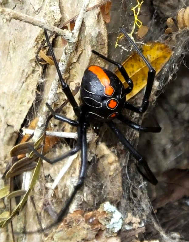 Descubren en Sudáfrica la mayor de las mortíferas viudas negras