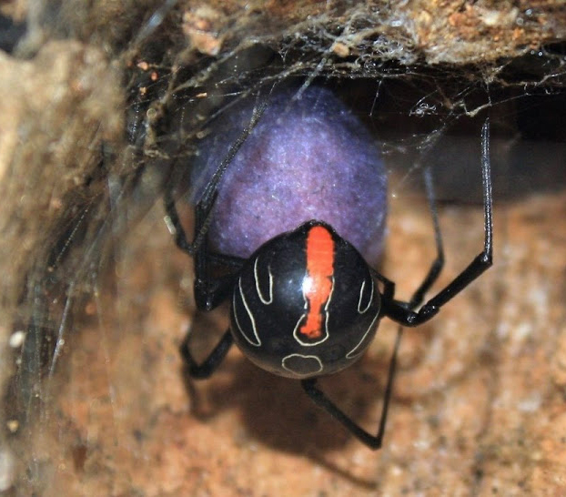 Descubren en Sudáfrica la mayor de las mortíferas viudas negras