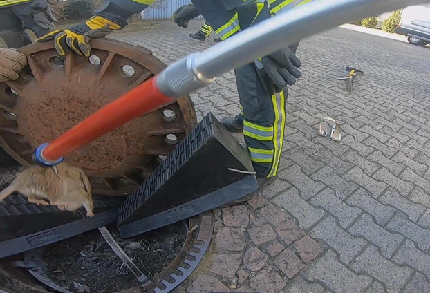 Los bomberos rescatan a una rata con sobrepeso atrapada en una alcantarilla