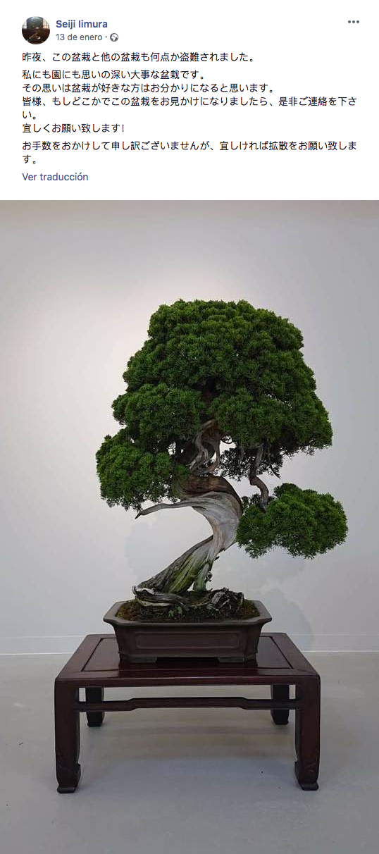 Roban siete bonsáis de 400 años y el dueño explica a los ladrones cómo cuidarlos