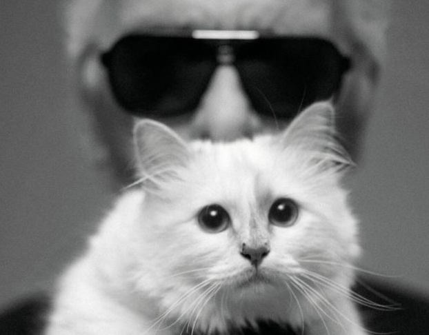 Choupette, la gata que heredará parte de la millonaria fortuna de Karl Lagerfeld