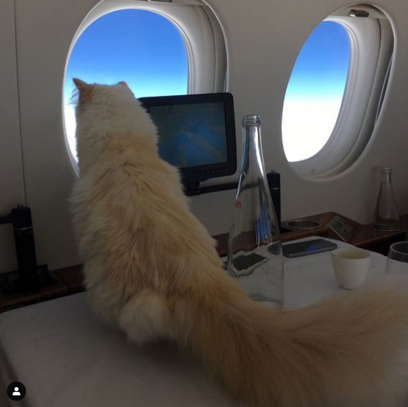 Choupette, la gata que heredará parte de la millonaria fortuna de Karl Lagerfeld