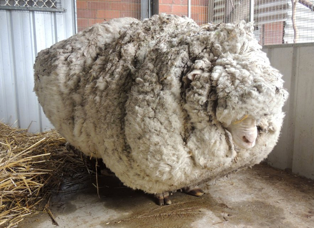 Chris, la oveja que acumuló 40 kilos de lana