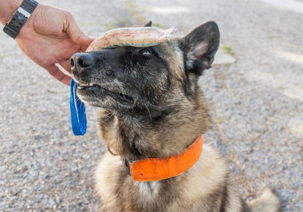 Elton, el perro que fue determinante en la búsqueda de Diana Quer, se retira tras participar en más de 500 casos