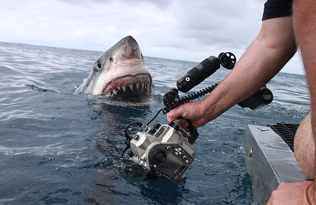 Fotografía a pocos centímetros a un enorme tiburón blanco de 1.300 kilos y sale ileso