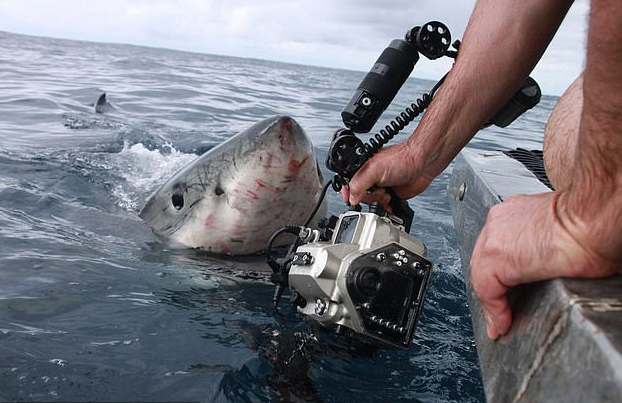 Fotografía a pocos centímetros a un enorme tiburón blanco de 1.300 kilos y sale ileso