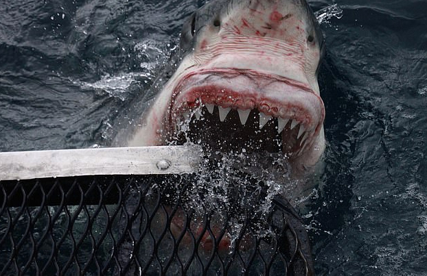 Fotografía a pocos centímetros a un enorme tiburón blanco de 1.300 kilos y sale ileso