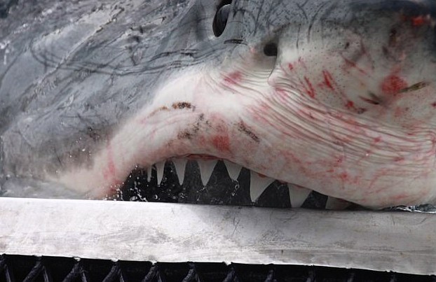 Fotografía a pocos centímetros a un enorme tiburón blanco de 1.300 kilos y sale ileso